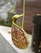 Nepenthes rafflesiana